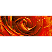Syntia Rose 1 Декор 20х50 Cerrol