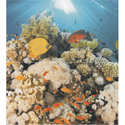 Dec Corals Panno (панно из 2-х шт) 50х45 Ceradim