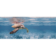 Ocean Turtle Декор 20x50 Ceradim